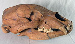 Bear Skull - Olivier Peter-Contesse